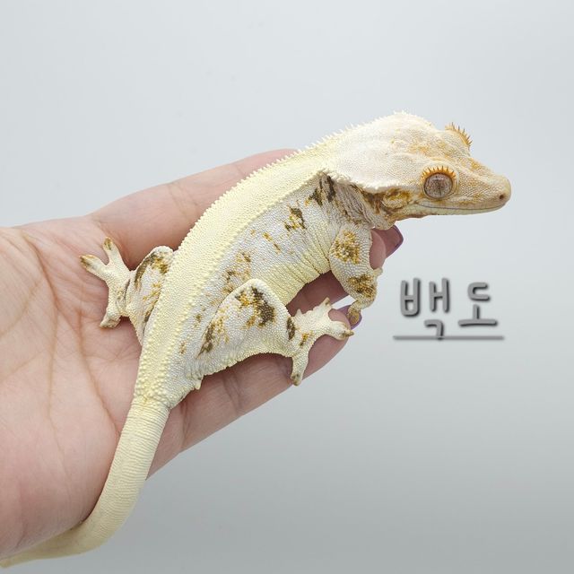 릴리화이트