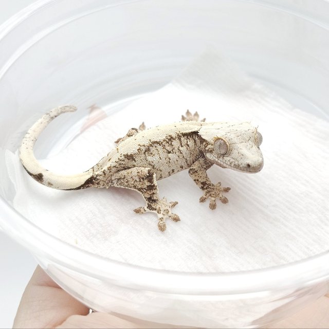 드리피 화이트스팟