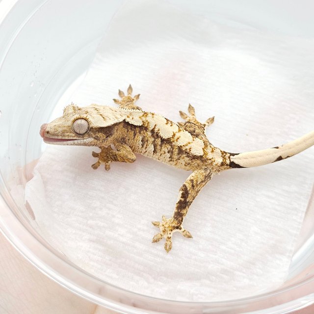 노멀 익스트림할리퀸