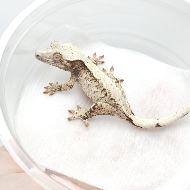 드리피 화이트스팟