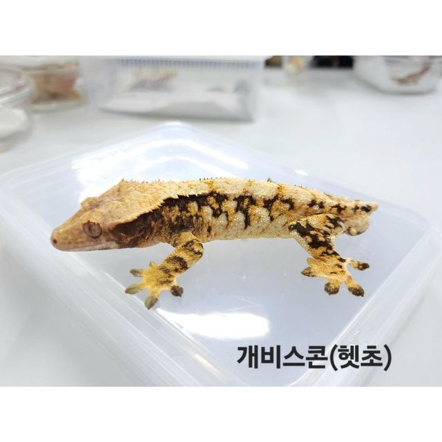 100%헷초초