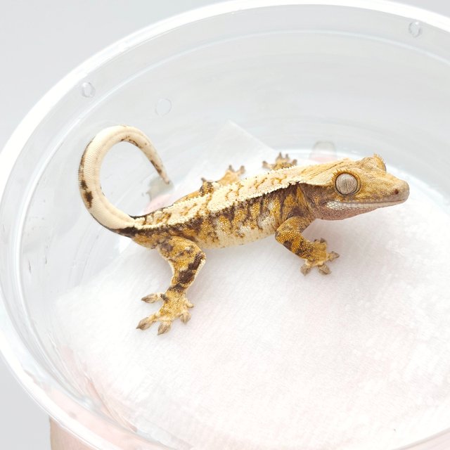 노멀 트라이 익스트림할리퀸