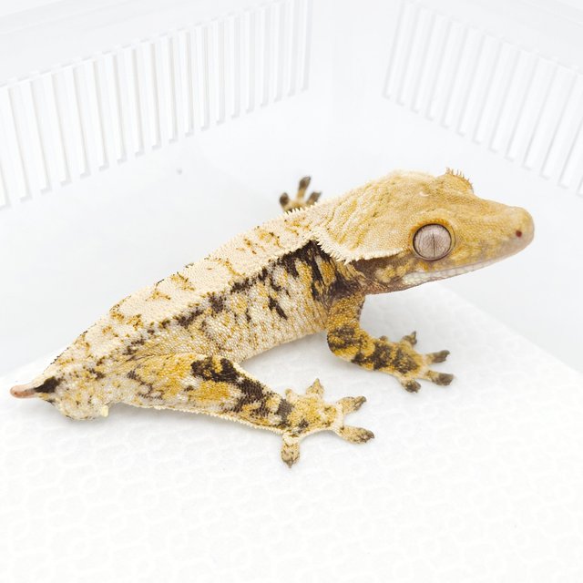 트라이 익스트림할리퀸 노멀