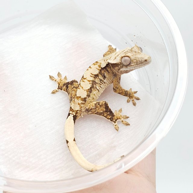 노멀 익스트림할리퀸