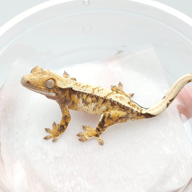 노멀 트라이 익스트림할리퀸