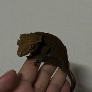 챠콜 알티