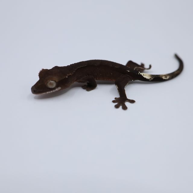 챠콜 패턴리스