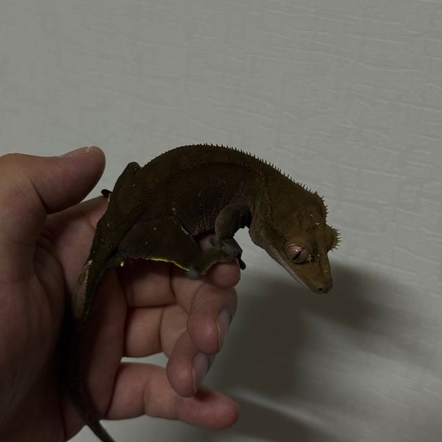 챠콜 알티