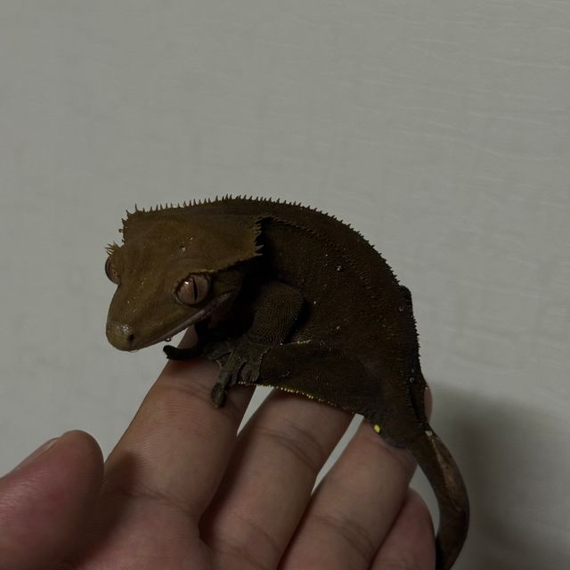 챠콜 알티
