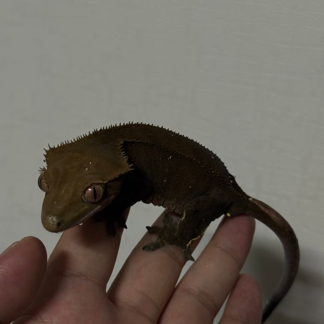 챠콜 알티