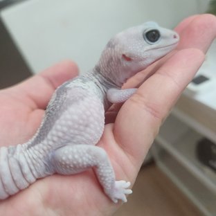 고스트 오레오 줄루