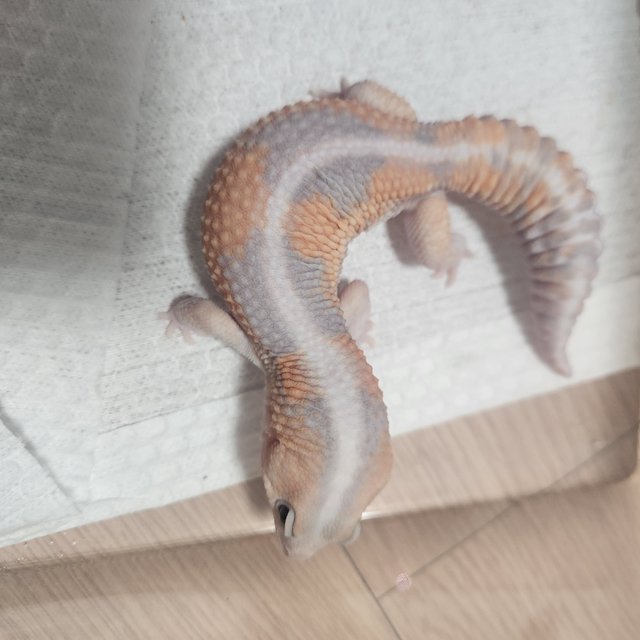 고스트 줄루 헷 오레오