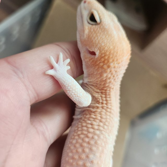 아멜라니스틱 패턴리스