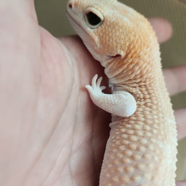 아멜라니스틱 패턴리스