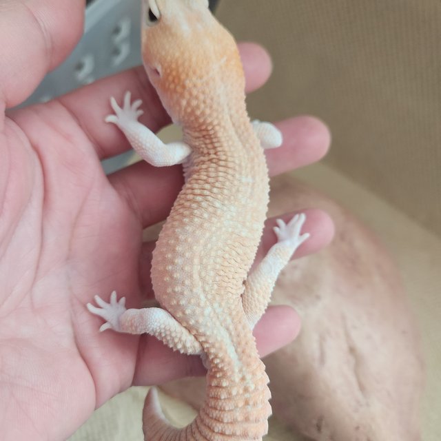 아멜라니스틱 패턴리스