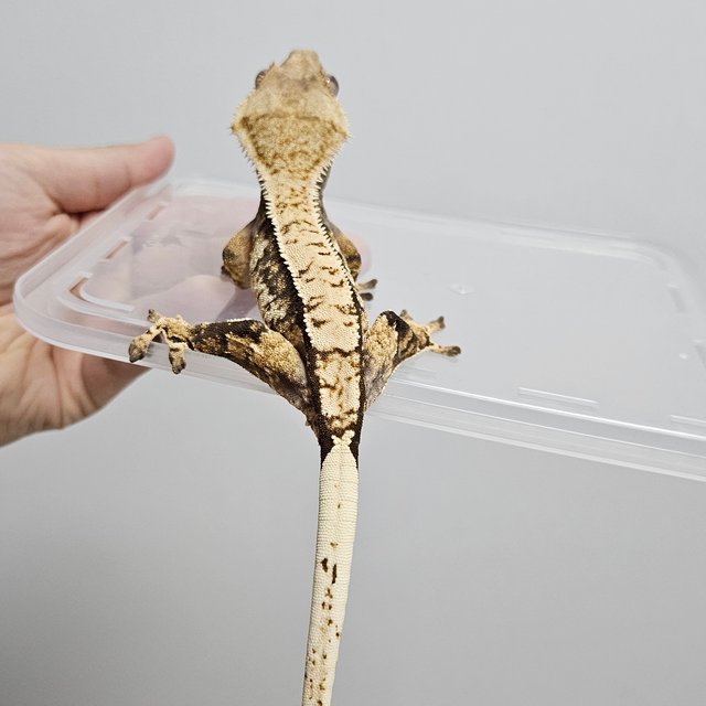 트라이 익스트림할리퀸