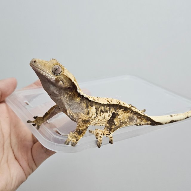 트라이 익스트림할리퀸