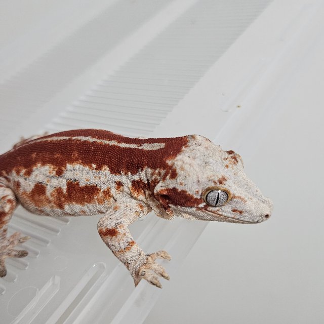 레드 스트라이프