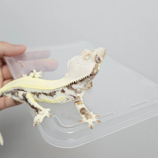 릴리화이트 솔리드백 풀핀