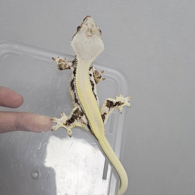 릴리화이트 솔리드백 풀핀