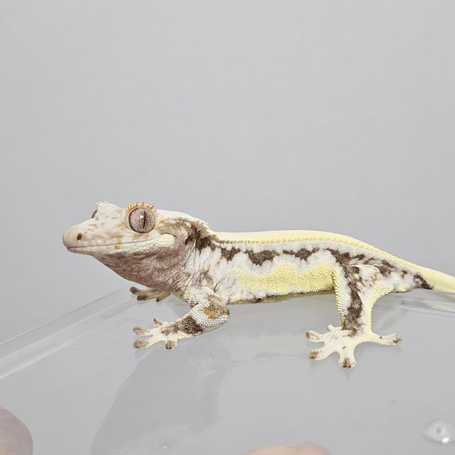 릴리화이트 솔리드백 풀핀