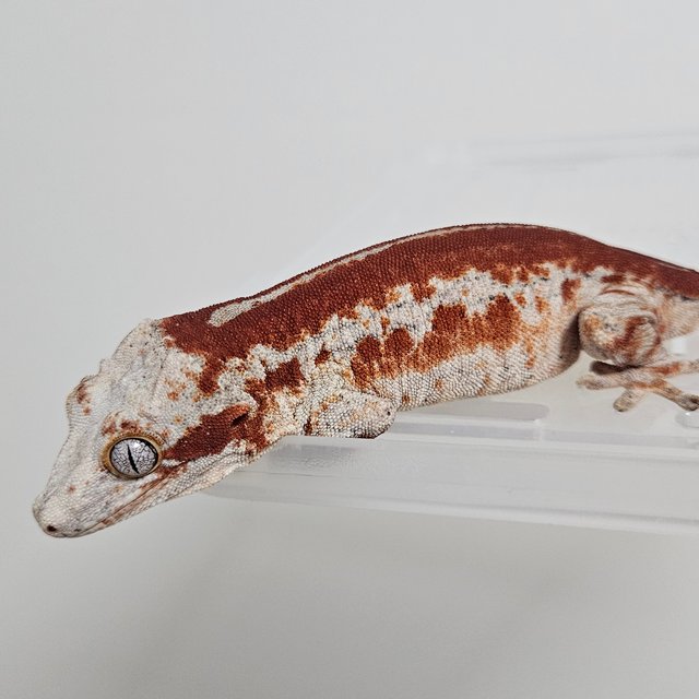 레드 스트라이프