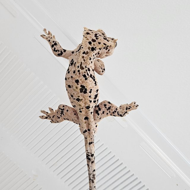 달마시안 슈퍼달마시안