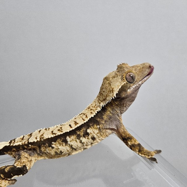 트라이 익스트림할리퀸