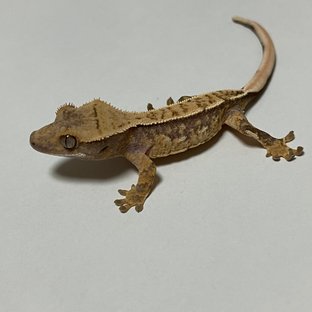 노멀 쿼드 풀핀