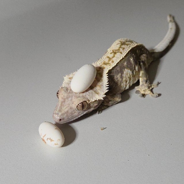 노멀 쿼드 풀핀