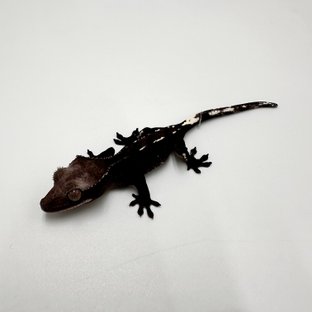 아잔틱