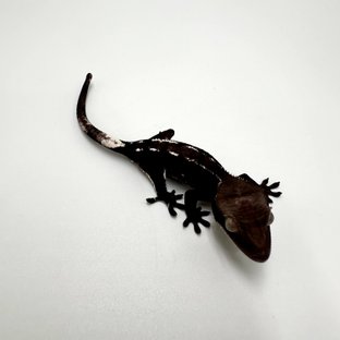 아잔틱