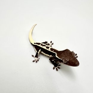 릴잔틱
