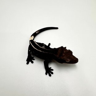 아잔틱