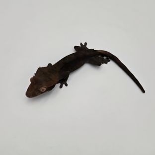 챠콜