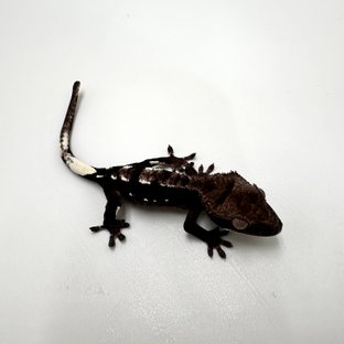 아잔틱