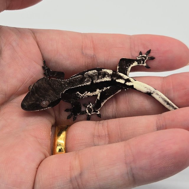 프라푸치노 아잔틱