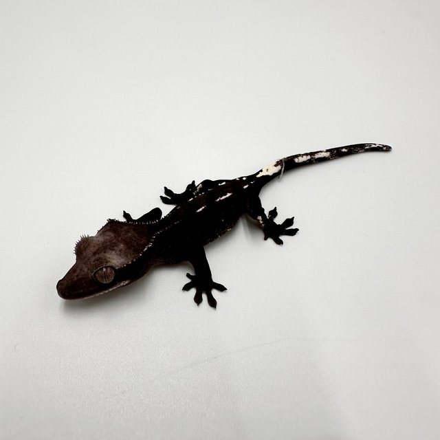 아잔틱