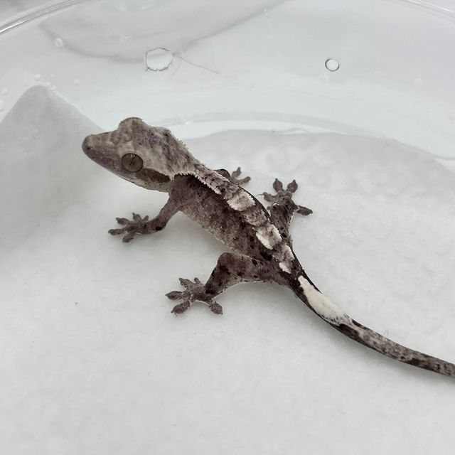 아잔틱 달마시안