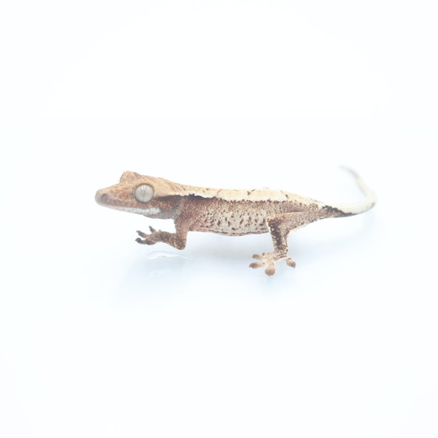 노멀 화이트스팟 드리피