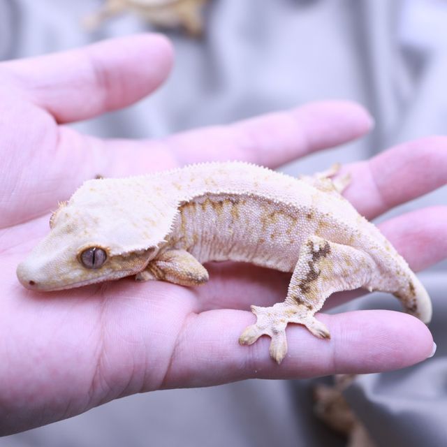 드리피 화이트스팟