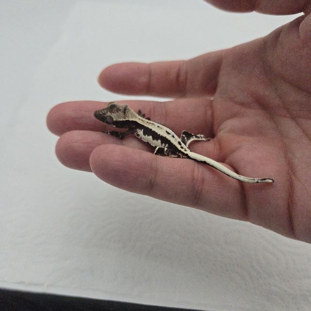 프라푸치노 아잔틱 풀핀