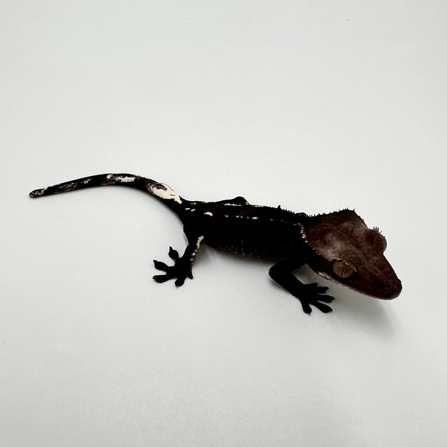 아잔틱