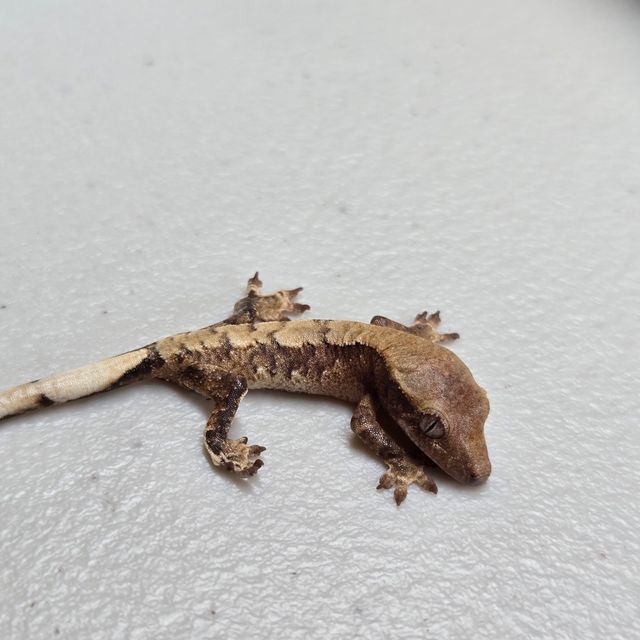 드리피 화이트스팟