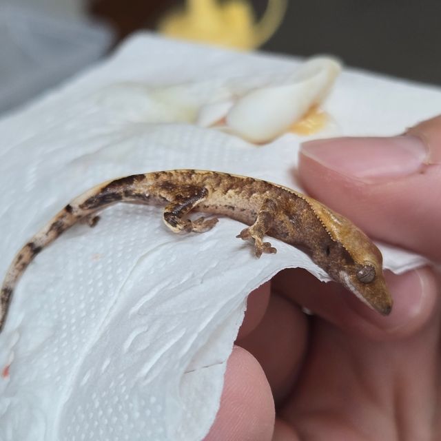 드리피 화이트스팟