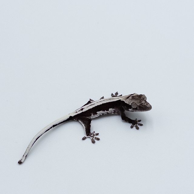 릴잔틱 풀핀 슈퍼스트라이프