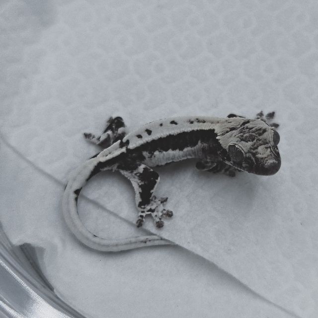 프라푸치노 아잔틱