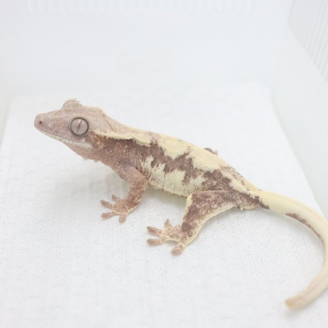 릴리 세이블 100%헷아잔틱