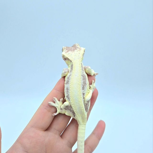 레이지 프라푸치노