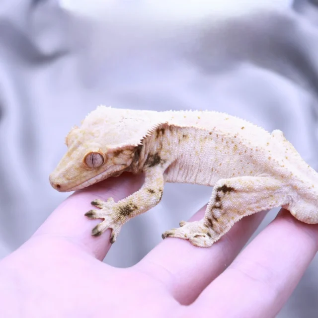 드리피 화이트스팟